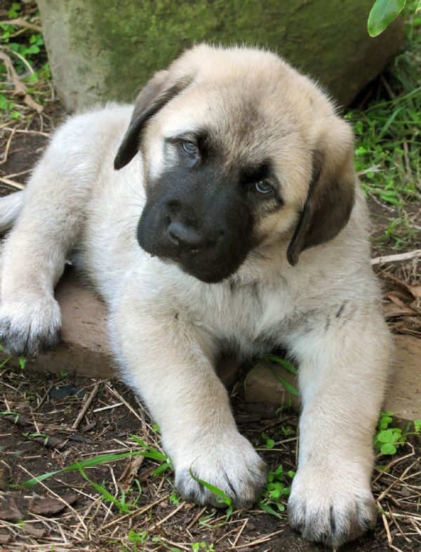 TAKAS Anatolian Shepherd Dogs & VOLKODAV Central Asia Shepherd Dogs